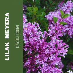 Lilak Meyera Palibin